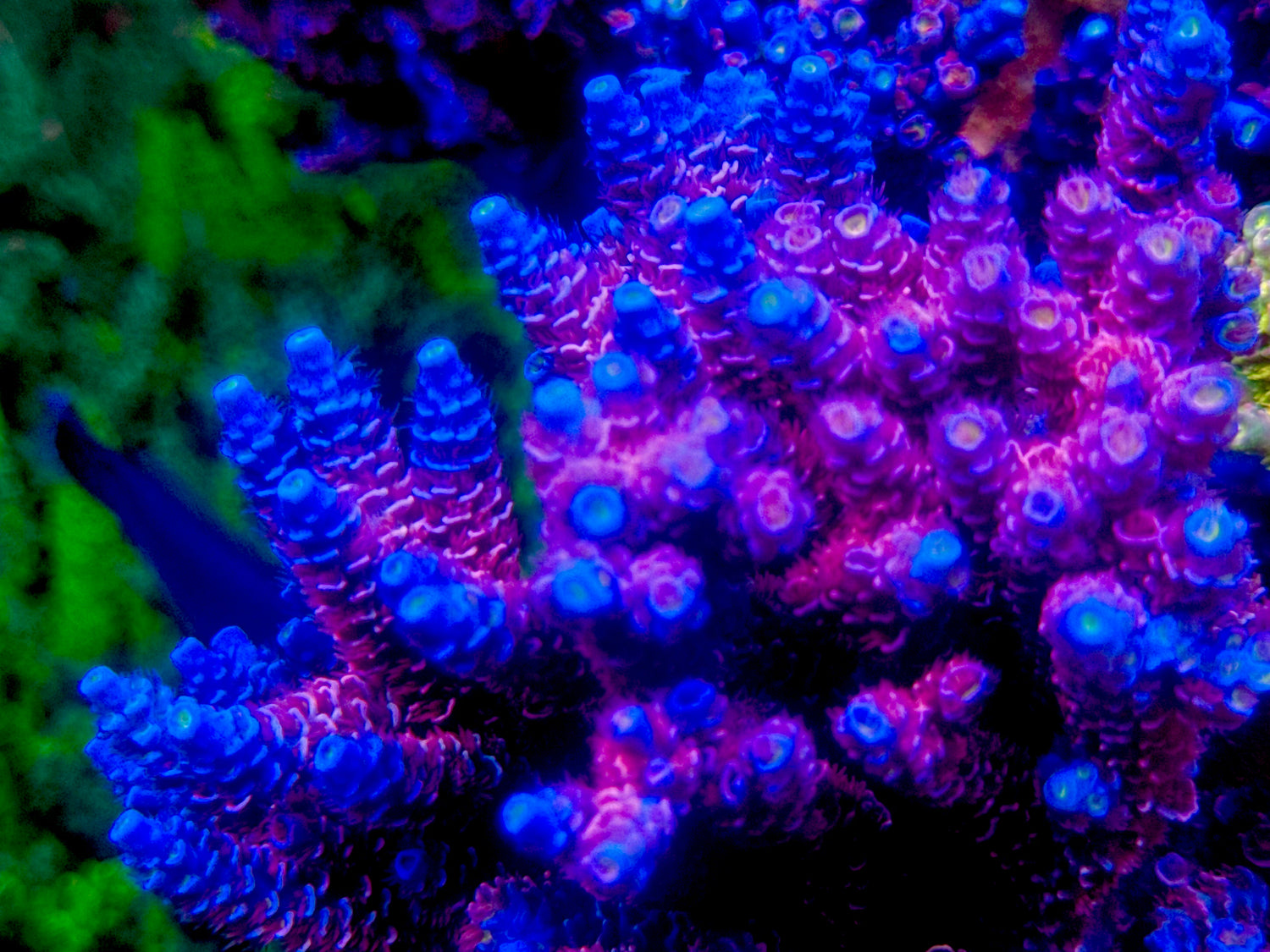 TGC Grave Digger Tenuis Acropora