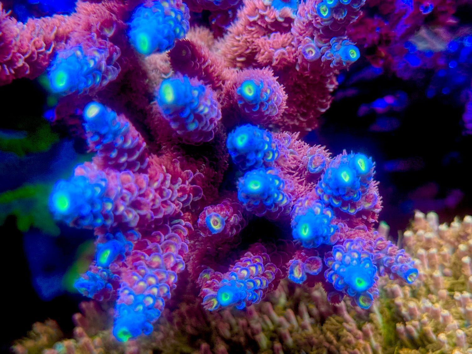 TSA Bubble Yum Tenuis Acropora