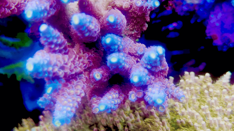 TSA Bubble Yum Tenuis Acropora