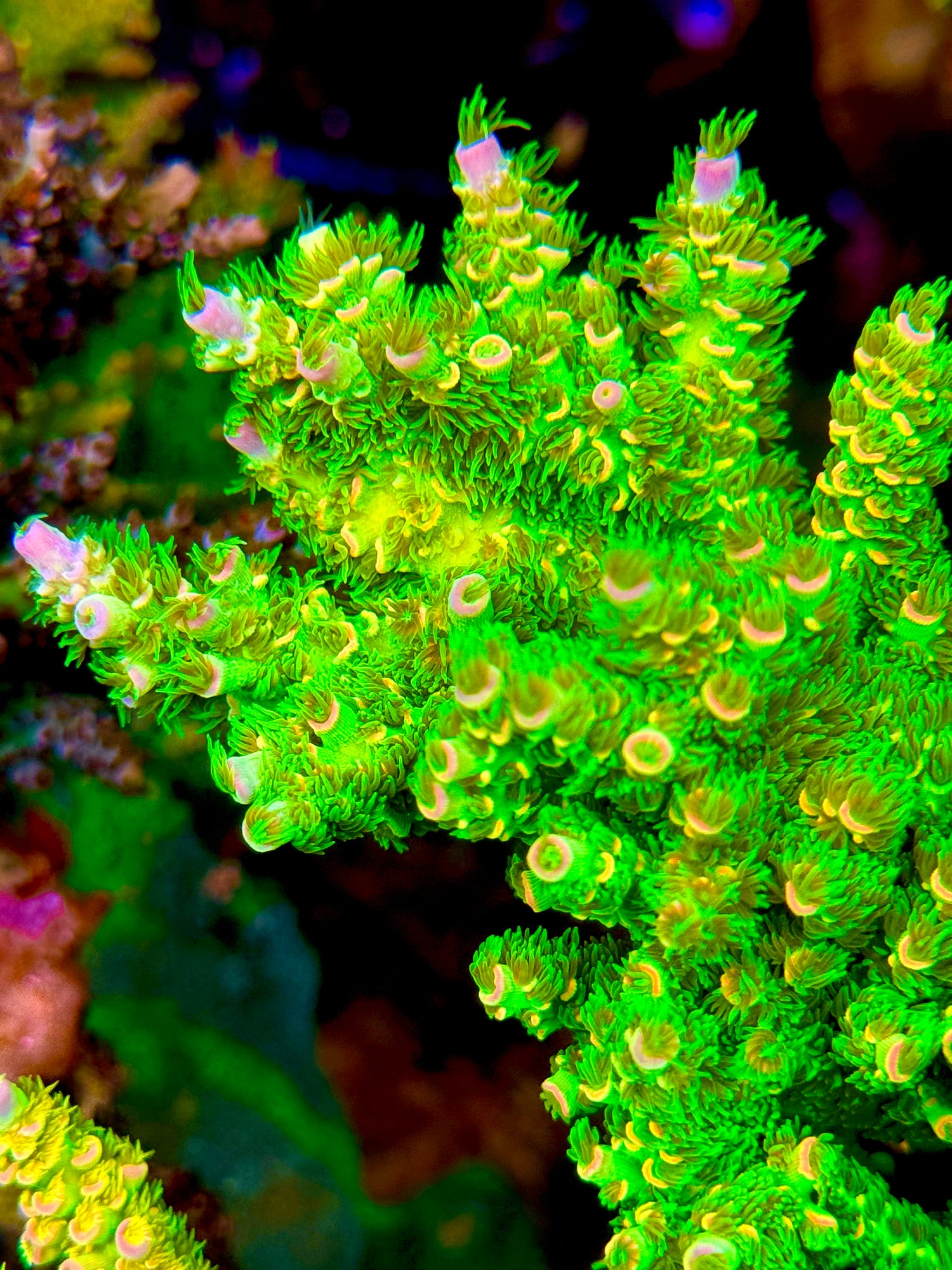 Jason Fox Homewrecker Acropora