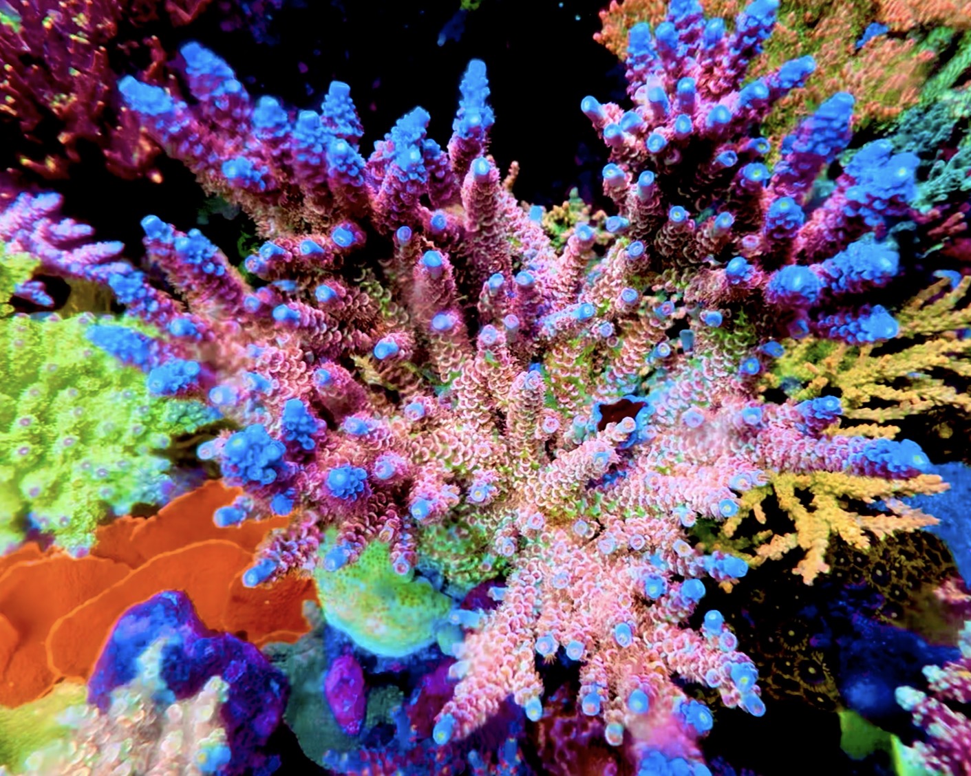 TGC Cherry Bomb Acropora