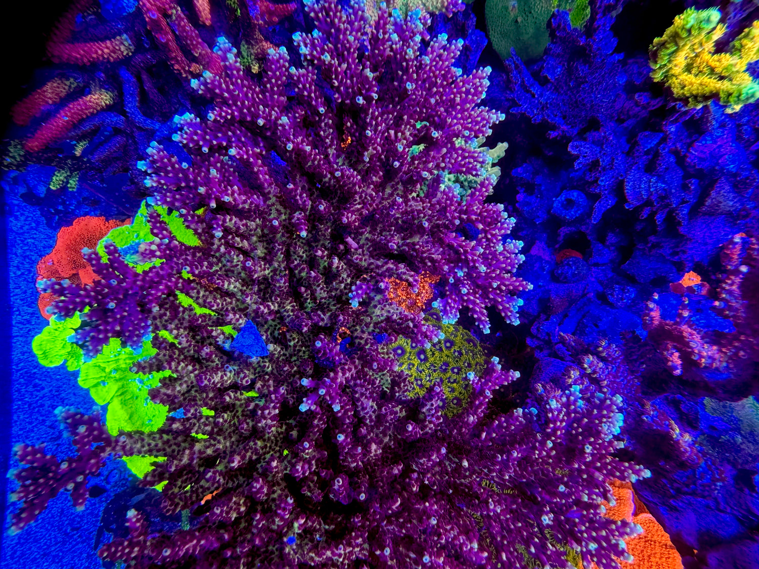 RRC Pink Caddy Acropora
