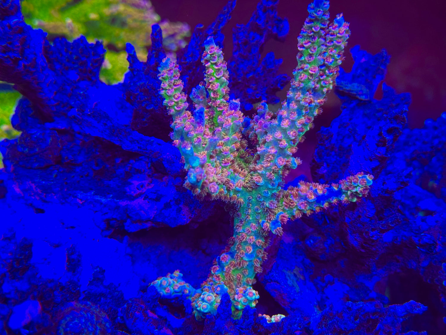 RR Garden of Eden Acropora Tenuis