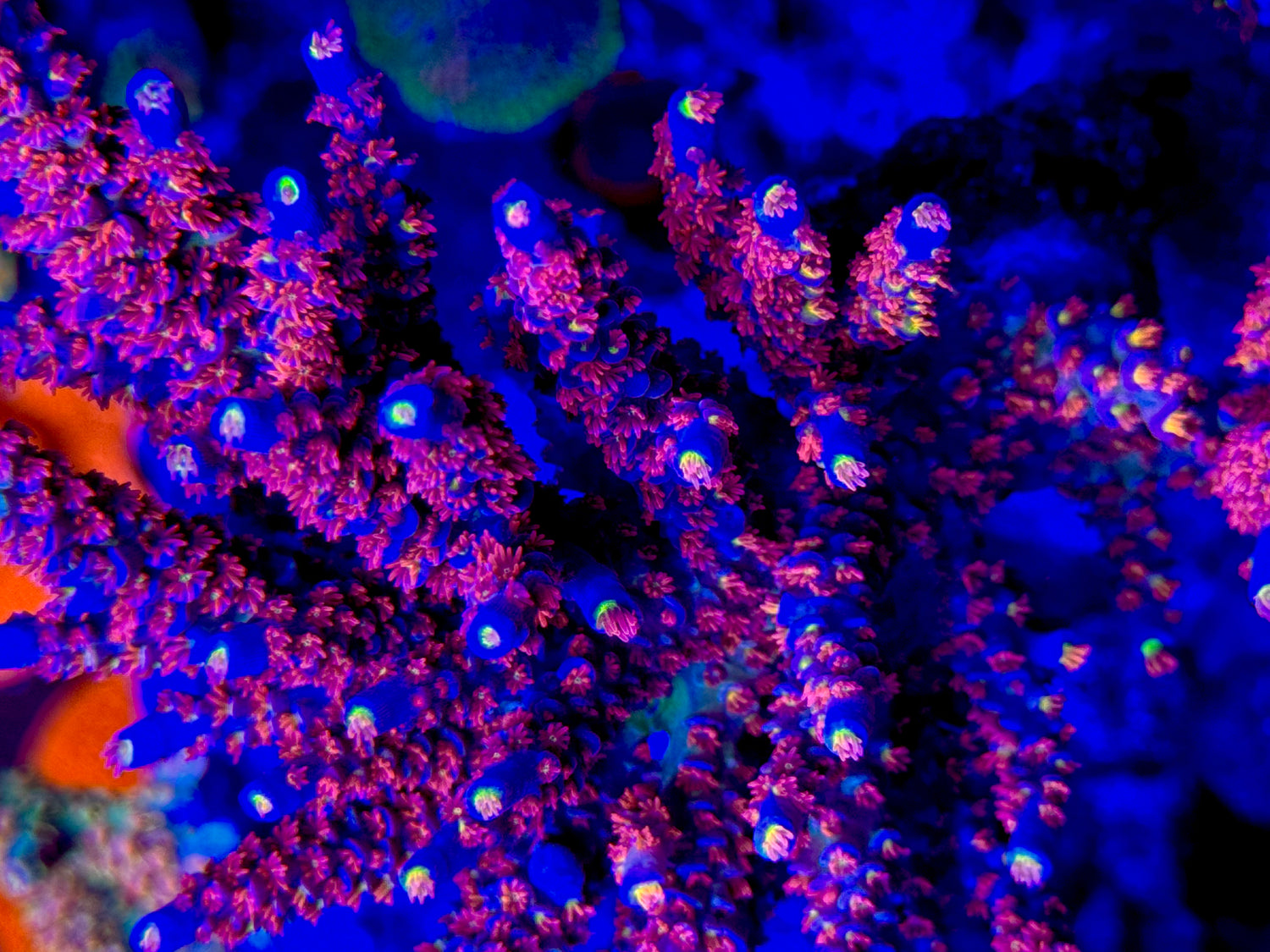 RRC Angry Birds Acropora Tenuis