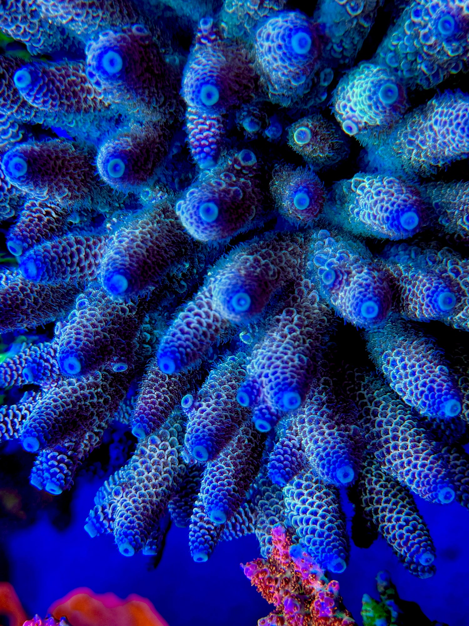 RR Blue Flame Spath Acropora