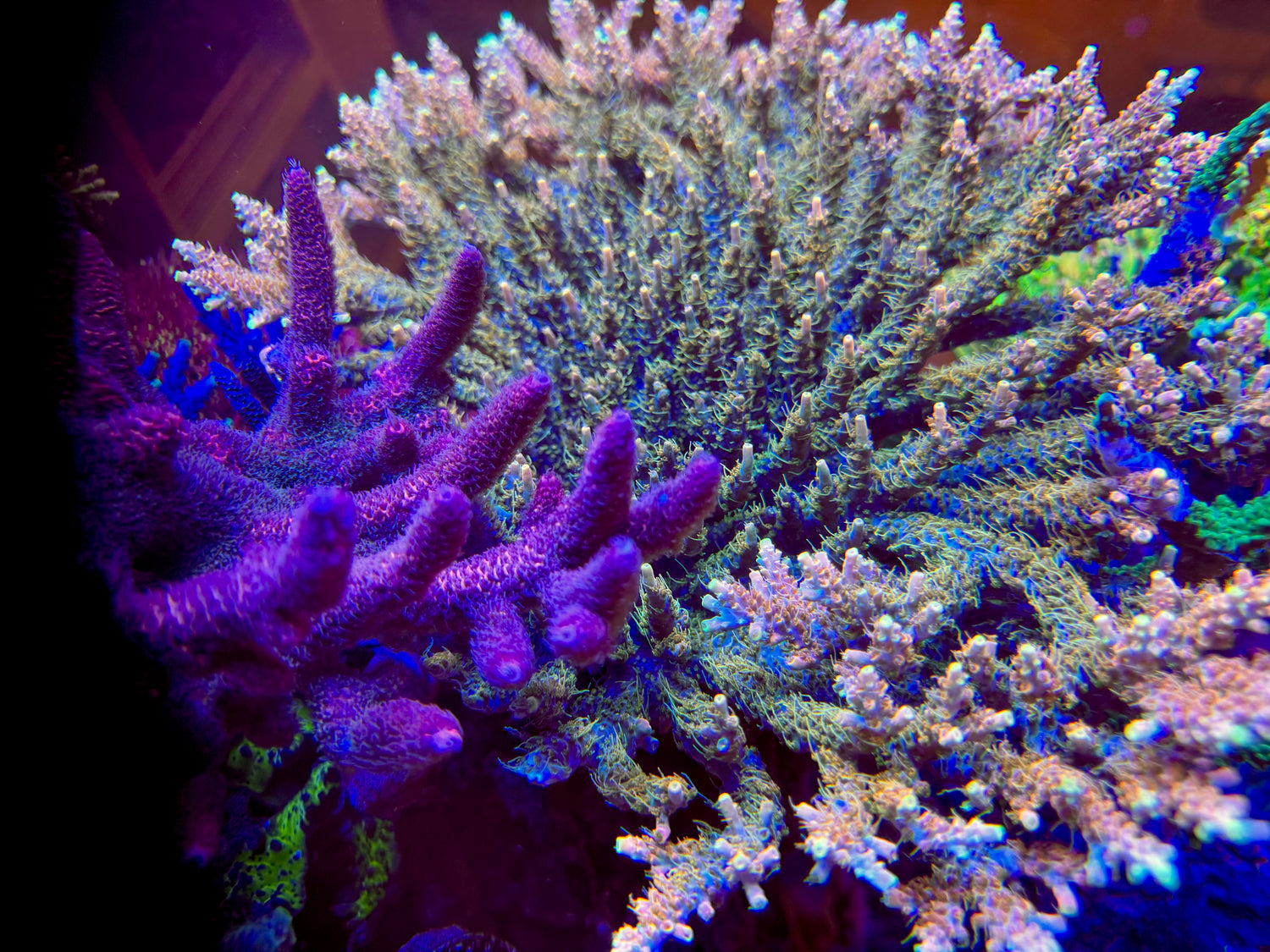 CB Tangerine Dreams Acropora