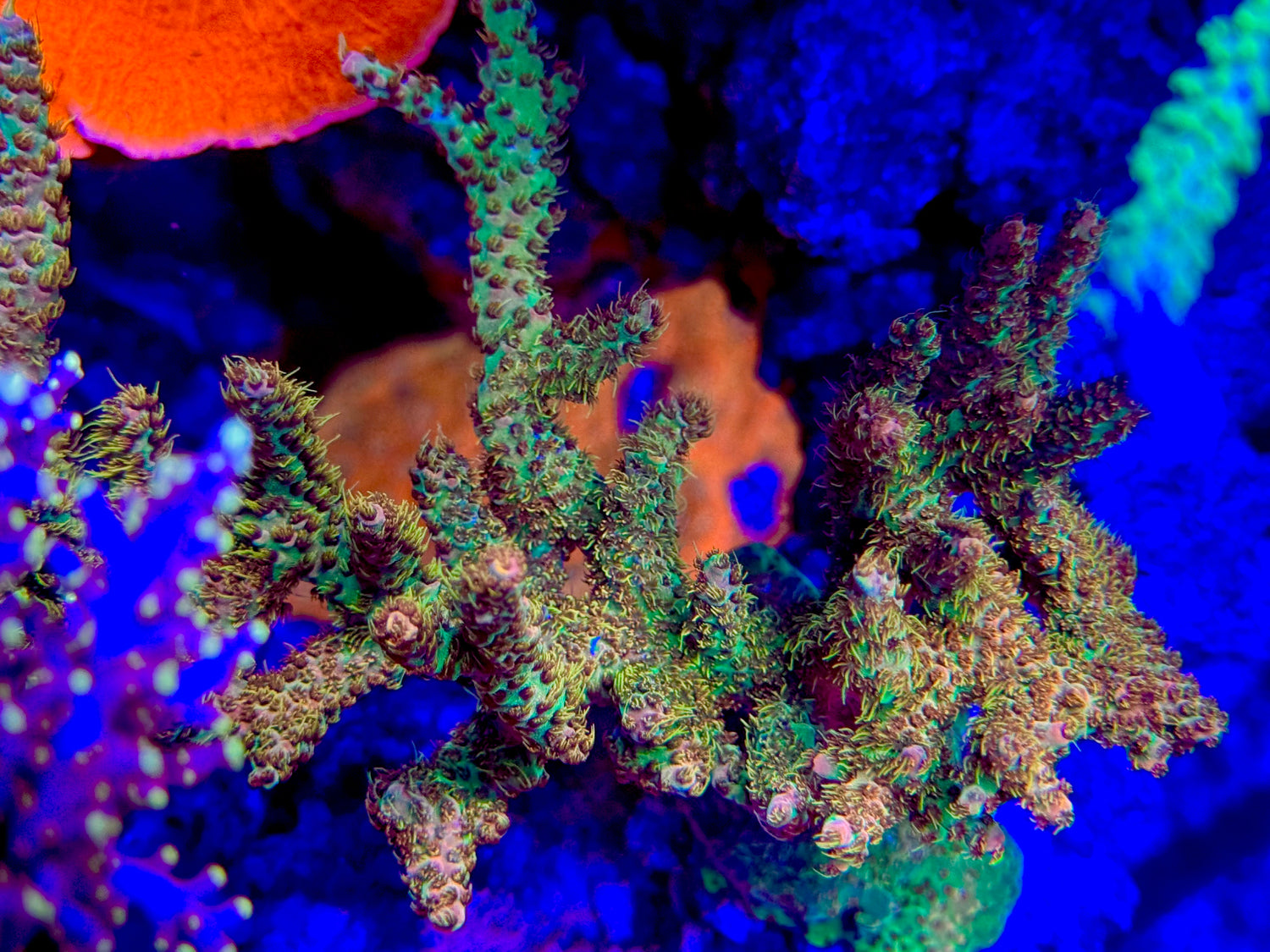 CC Hayfever Acropora