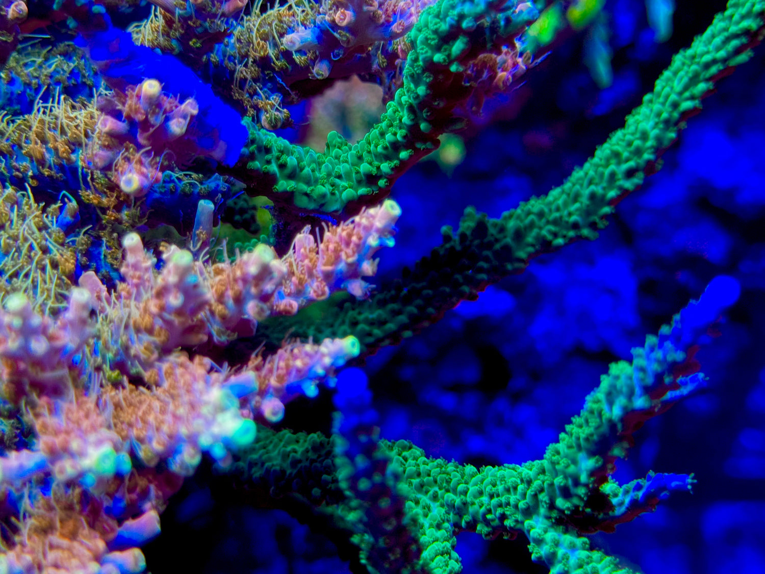 Tyree Lime in the Sky Acropora