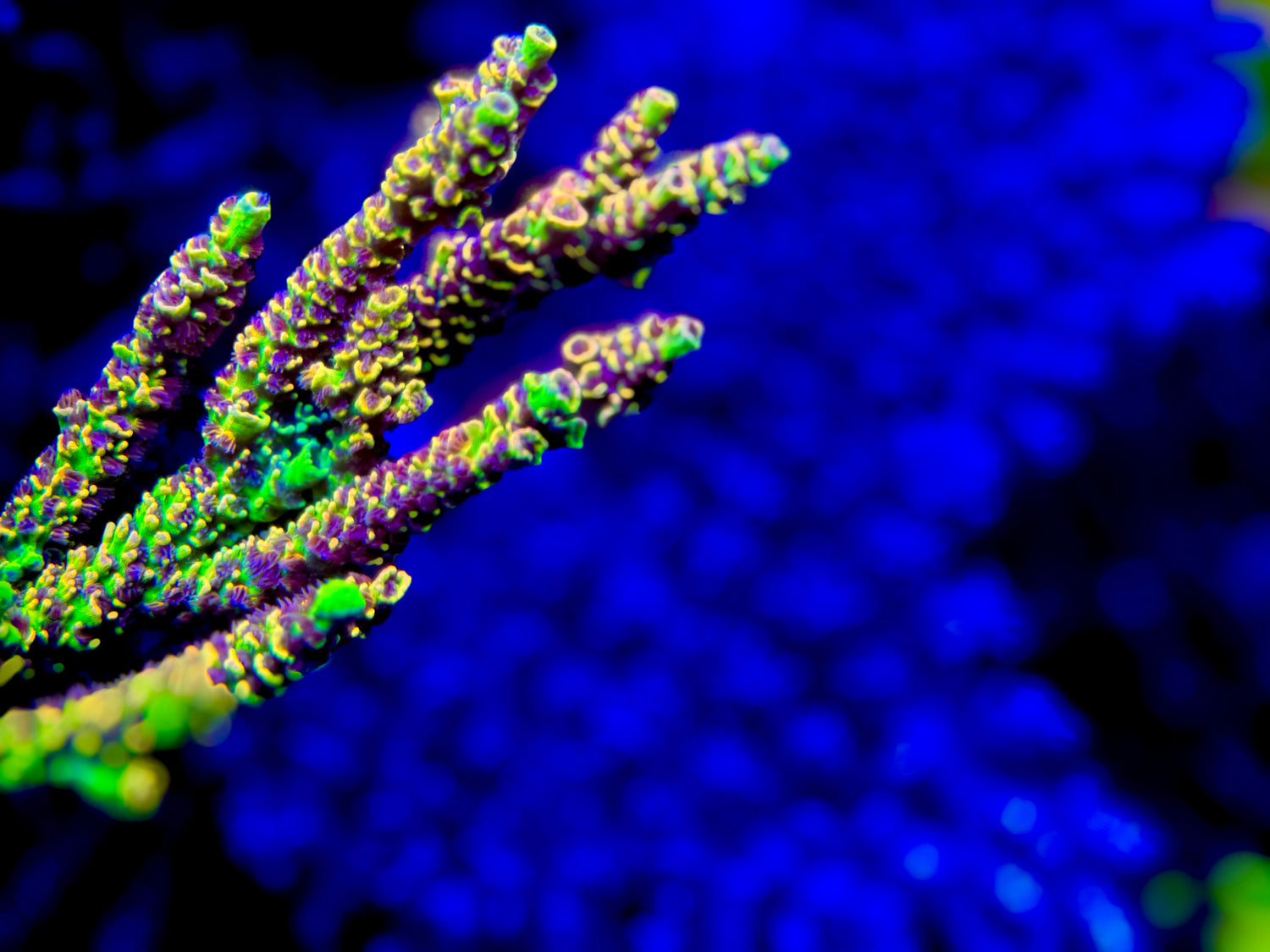 POTO Outerworlds Acropora Tenuis