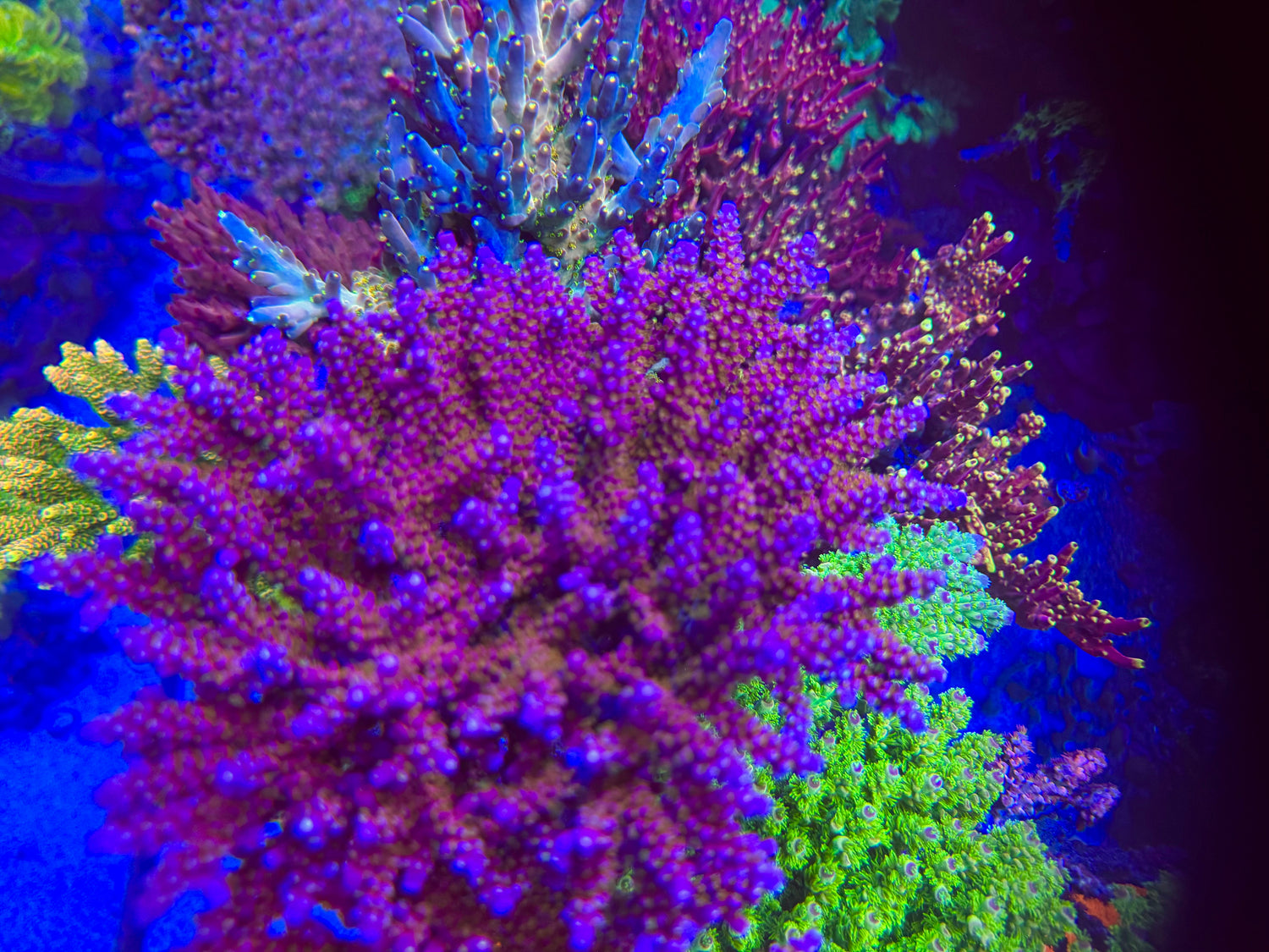 ARC Fireworks Acropora