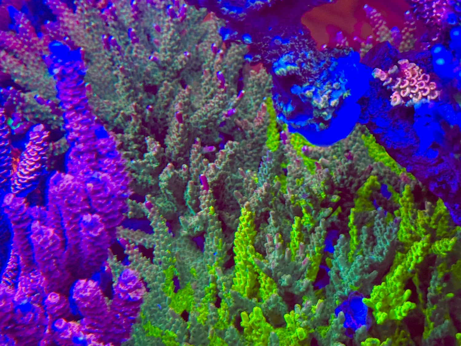 Grafted Banana Hammock Acropora