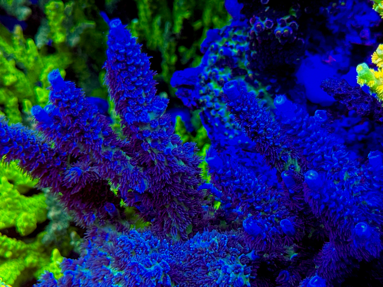 Matt V Cookie Monster Acropora