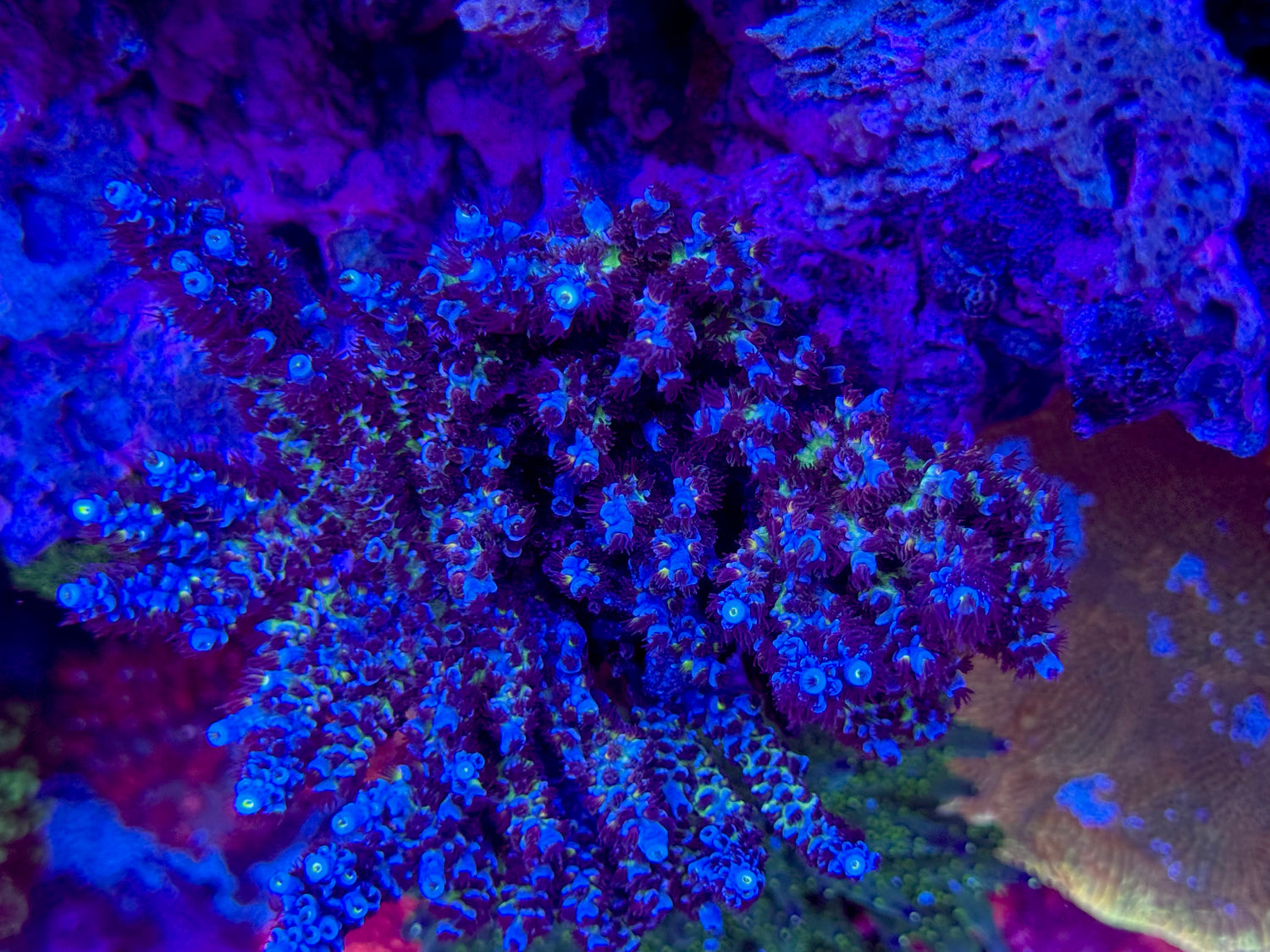 RR Lady in Pink Acropora Tenuis