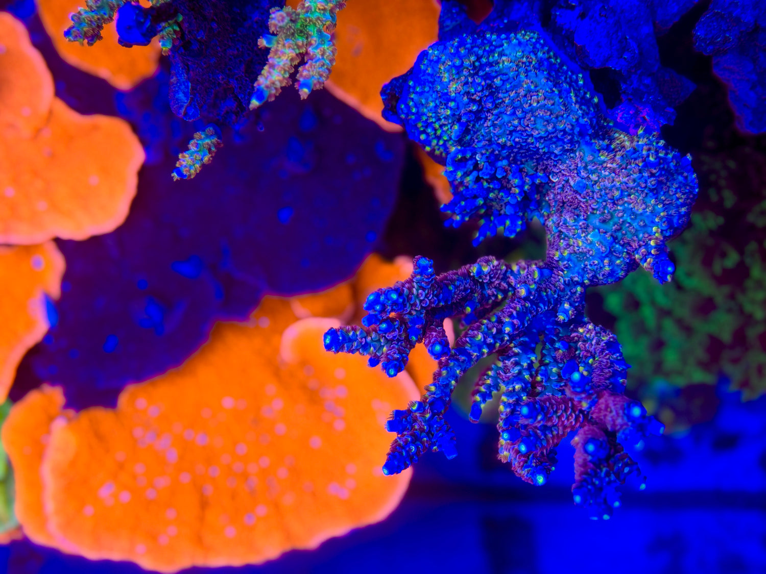 TGC Acrolandia Acropora Tenuis