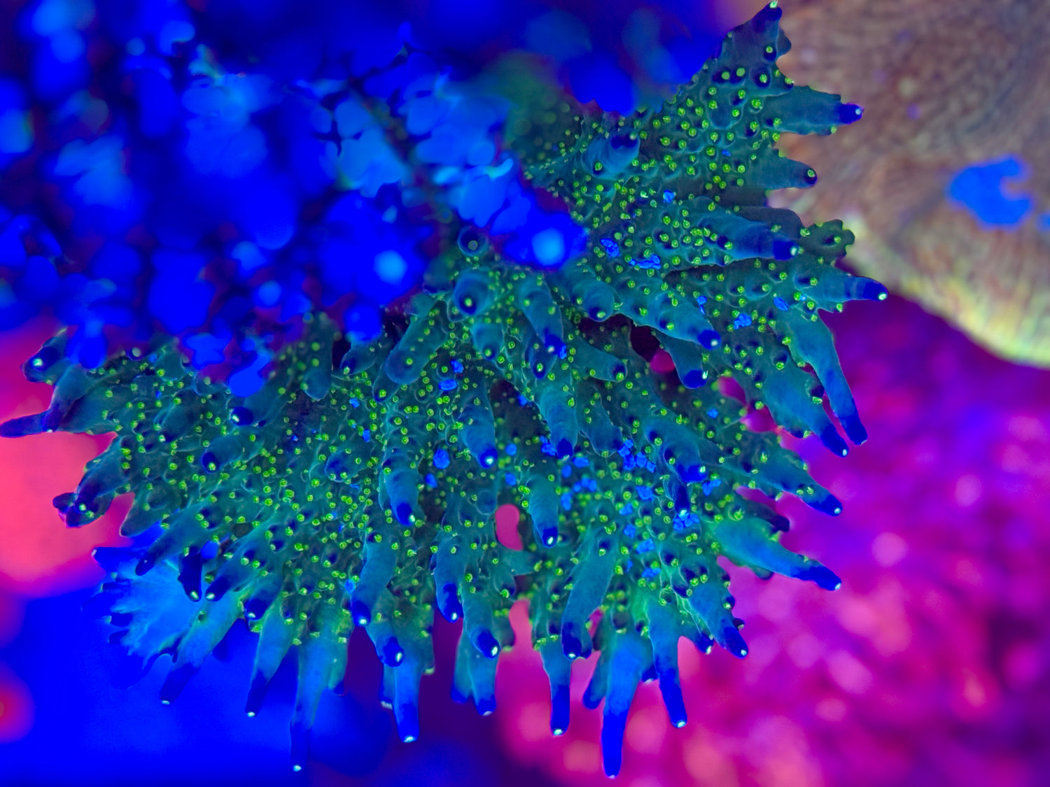 Ari's Avalanche Acropora