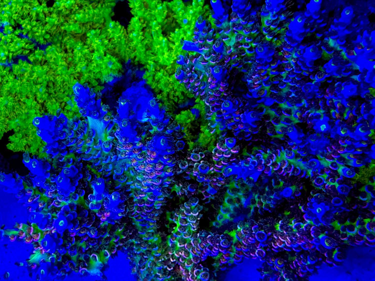 CC Pink Highlighter Acropora