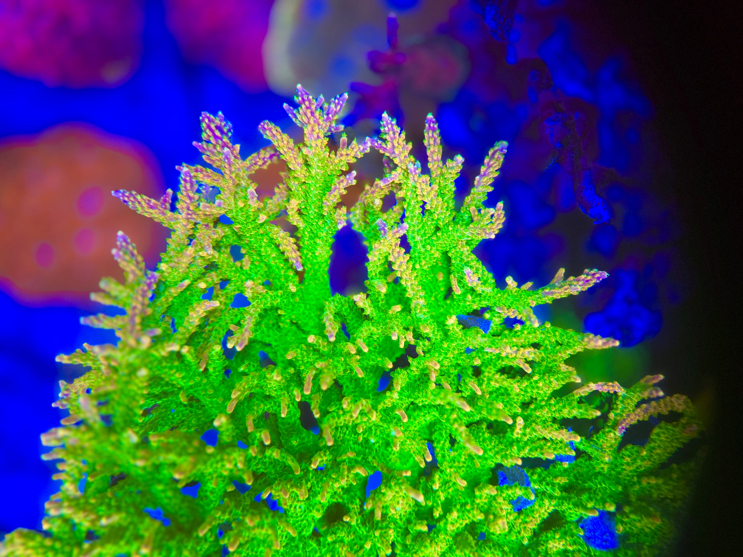 RR Rainbow Loom Acropora
