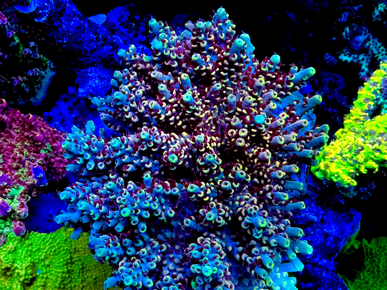 RMF Tigers Blood Acropora
