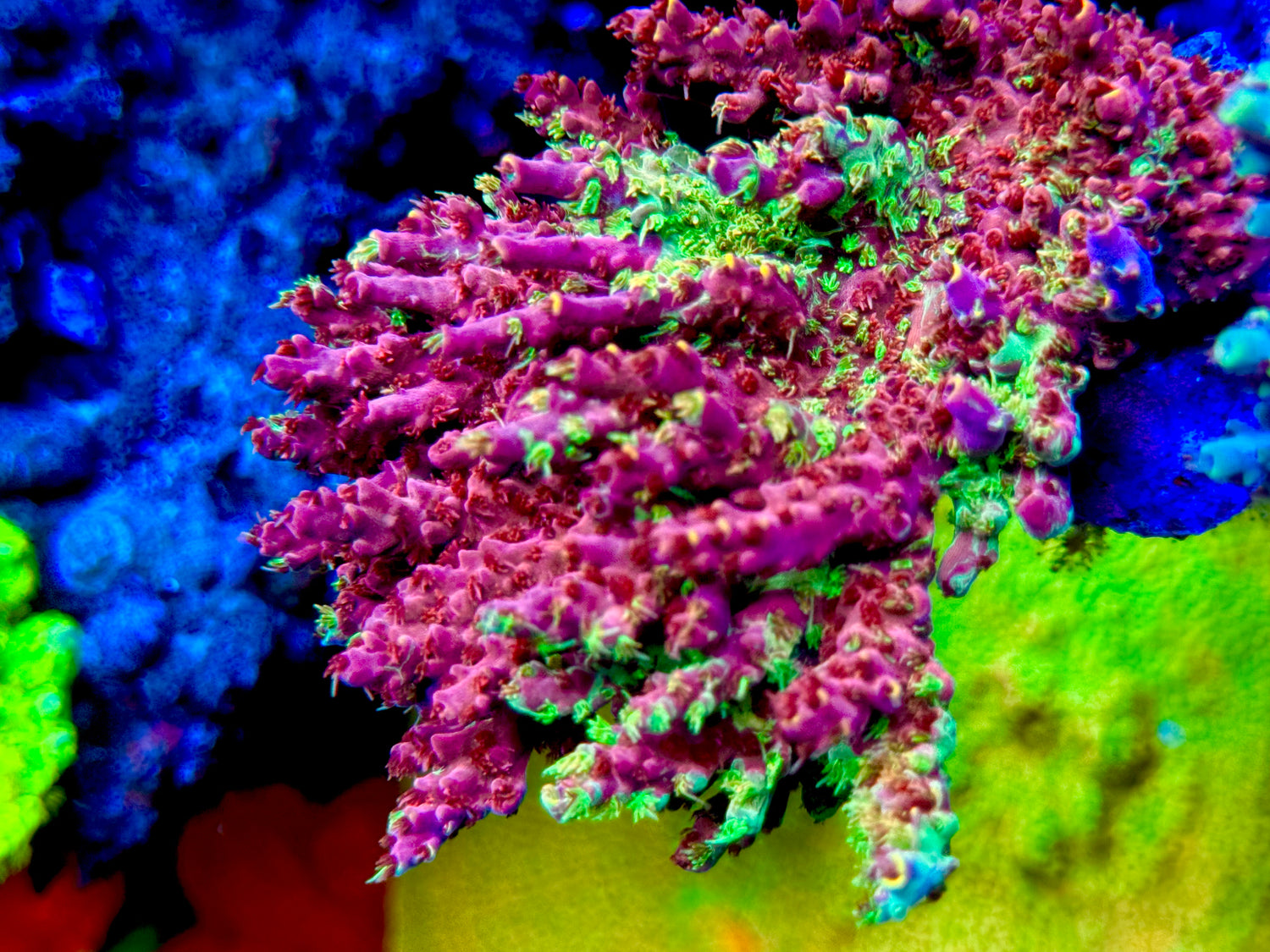 TCK Grafted Kaleidoscope Acropora