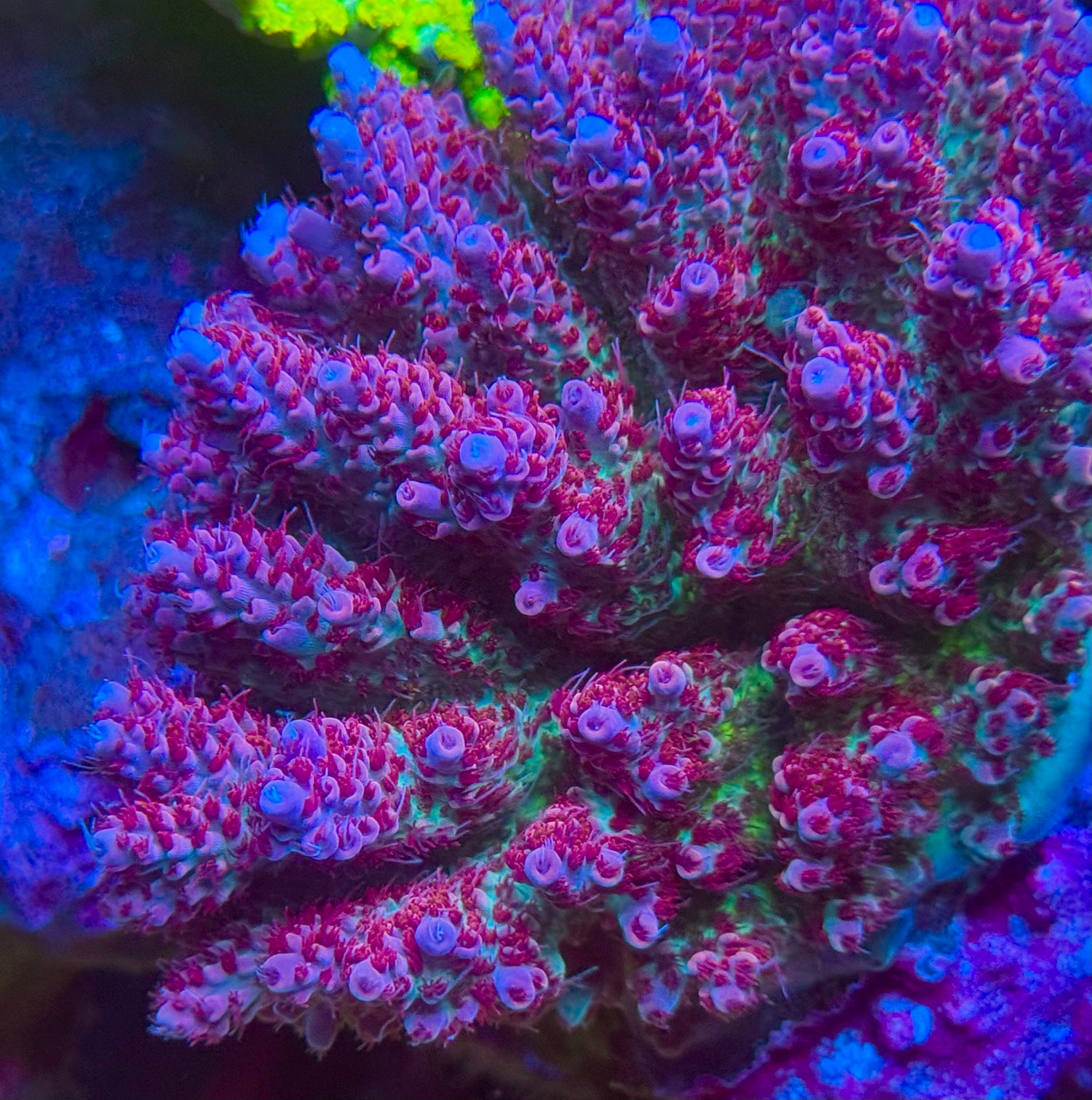 TSA Princess Peach Acropora