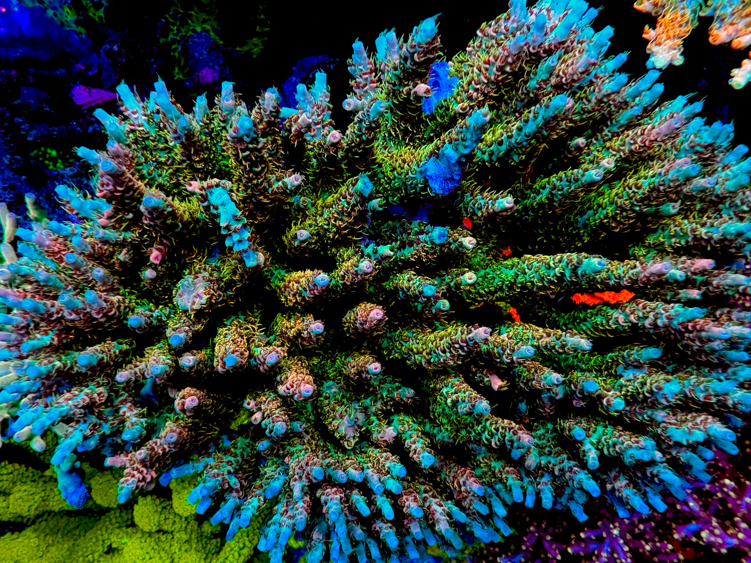 POTO Mufasa Acropora