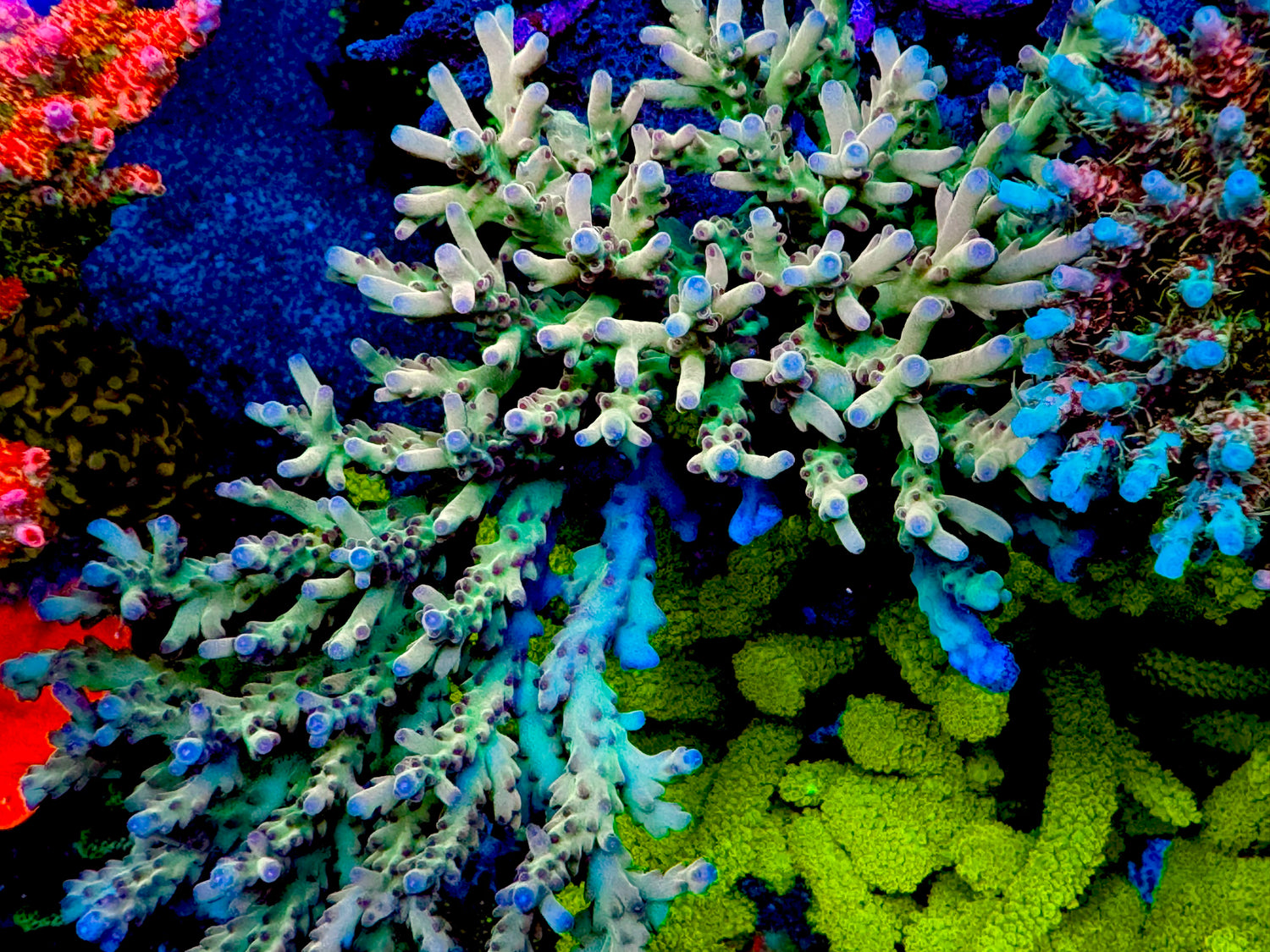 Jawdropper 2.0 Acropora