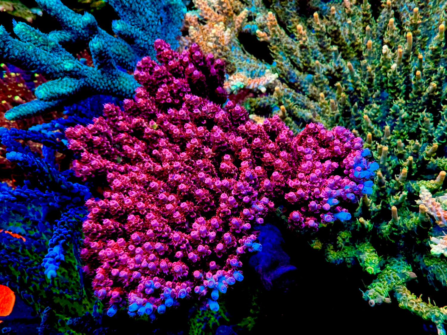 UC Dip n' Dots Acropora