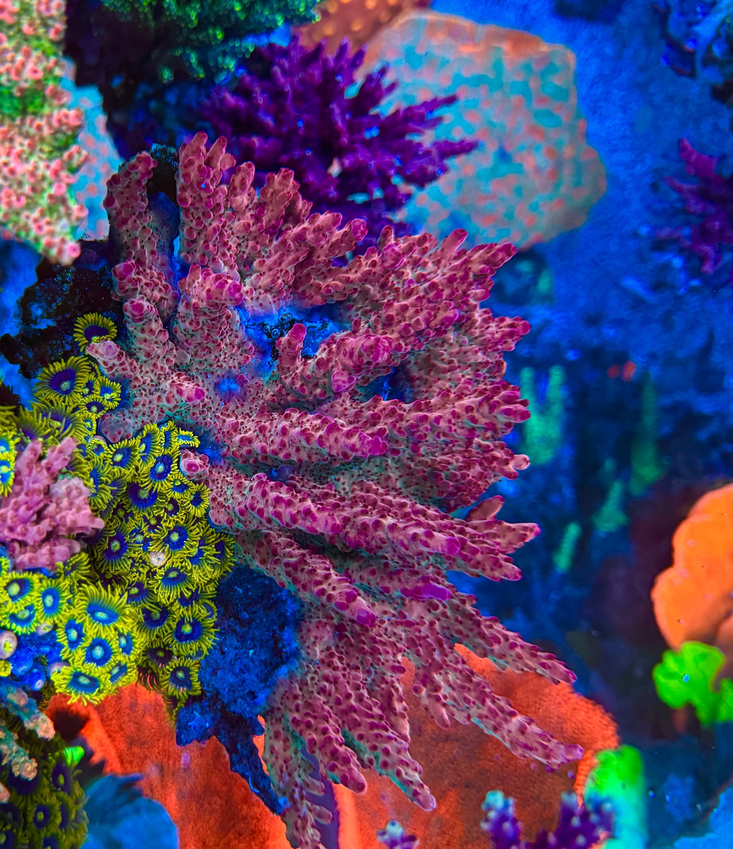 RR Robinhood Acropora