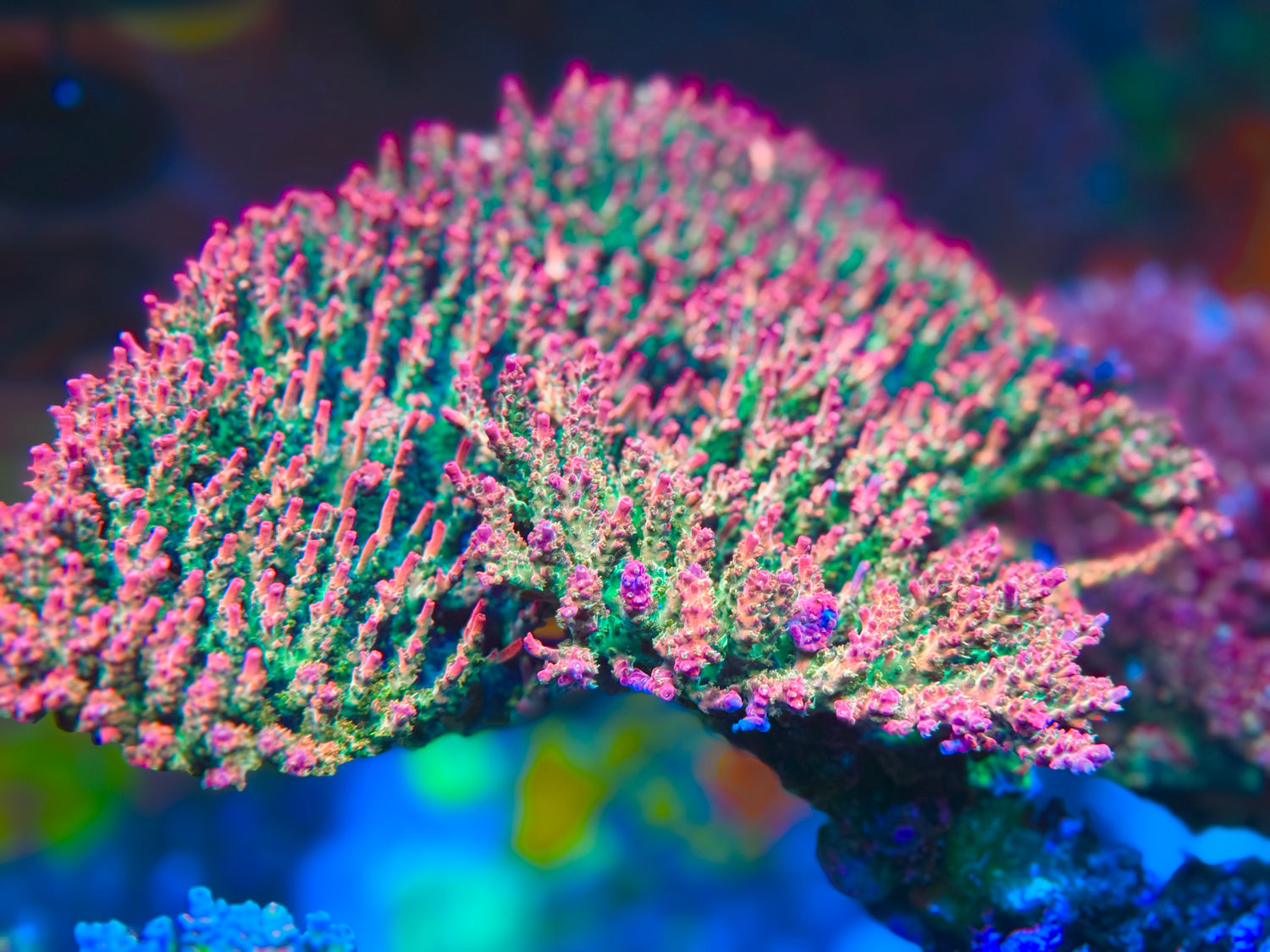 Vivid’s Confetti Acropora
