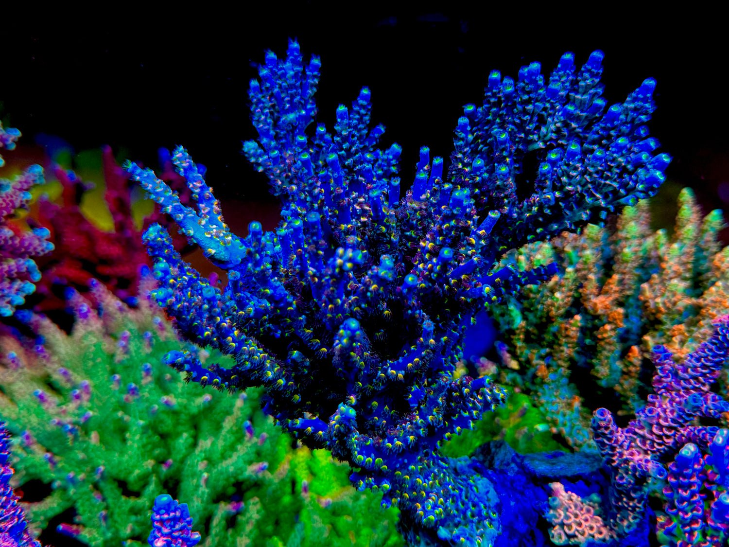POTO Goofy Homewrecker Acropora