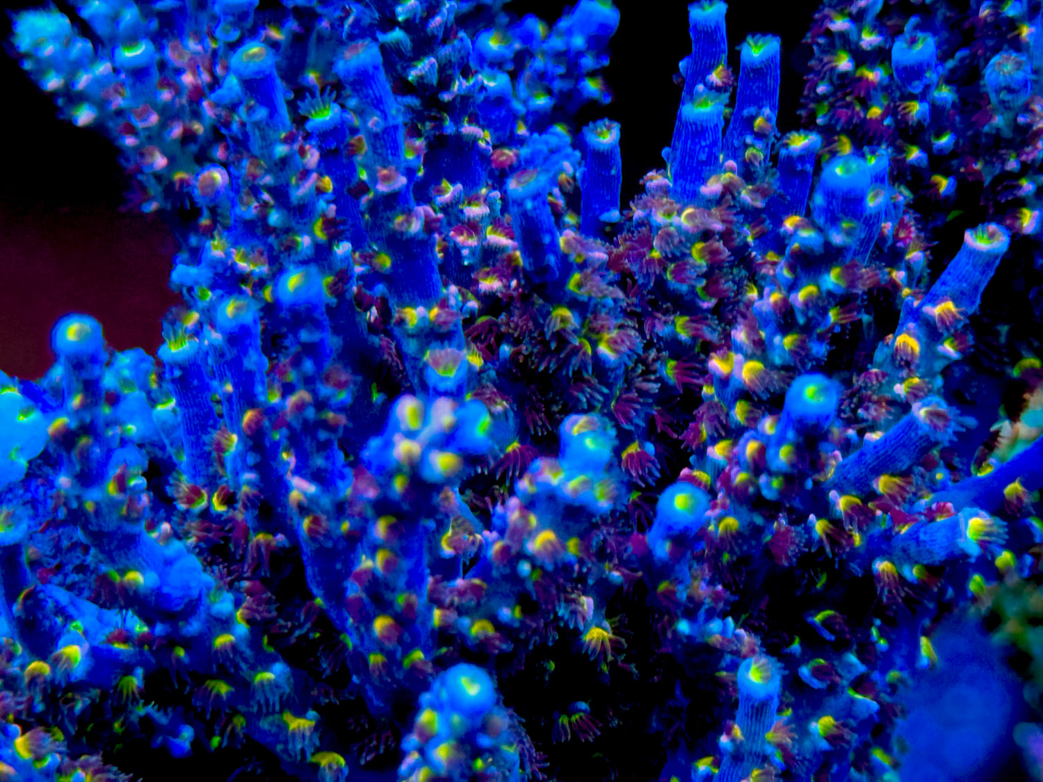 POTO Goofy Homewrecker Acropora