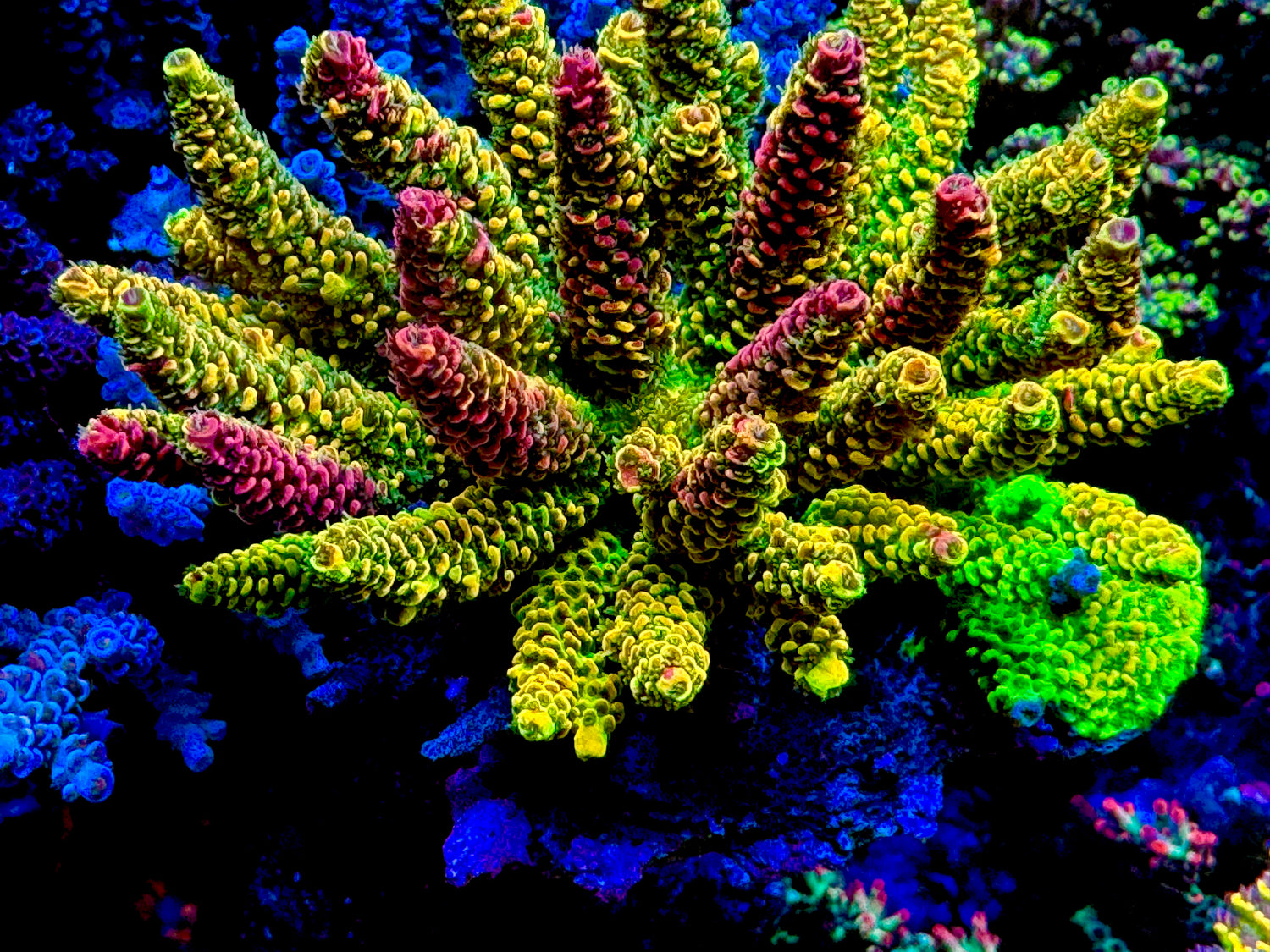 RRC Rainbow Splice Millepora Acropora