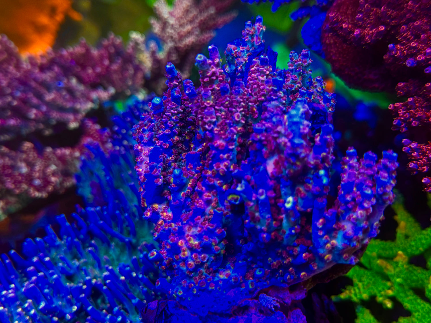 RRUSA Angry Birds Acropora Tenuis