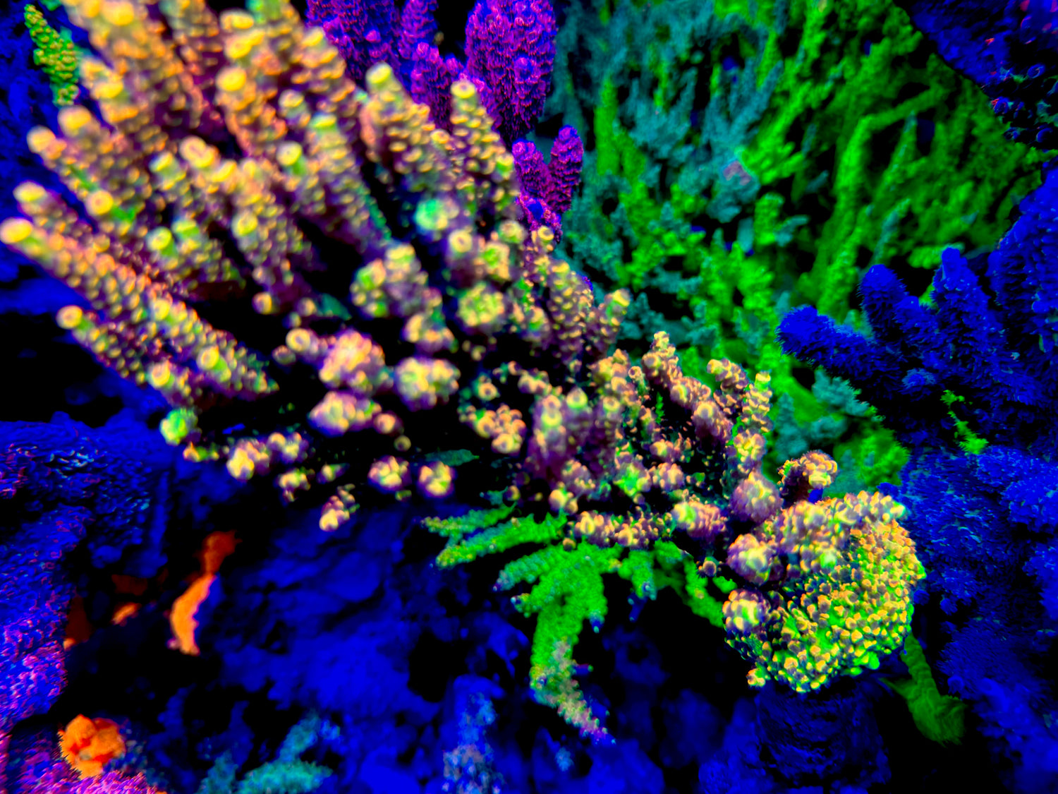 BK Chem Fruitloops Acropora