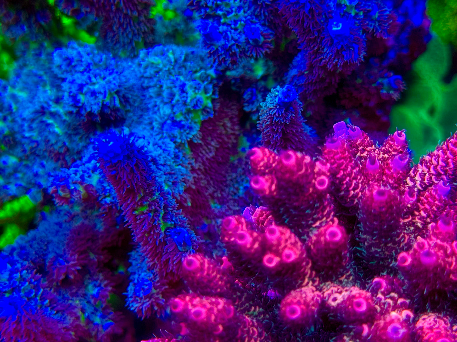 Matt V Cookie Monster Acropora