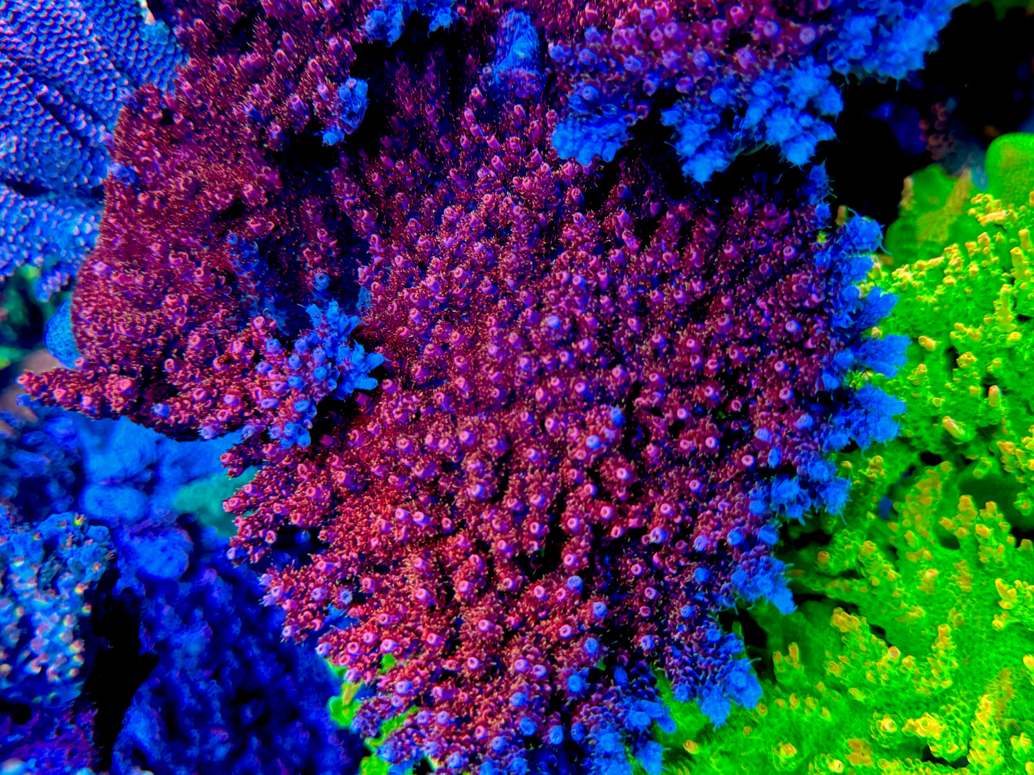 TSA Optimus Prime Acropora