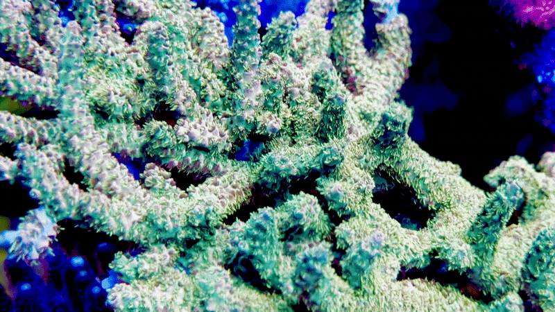 CCH Skywalker Acropora