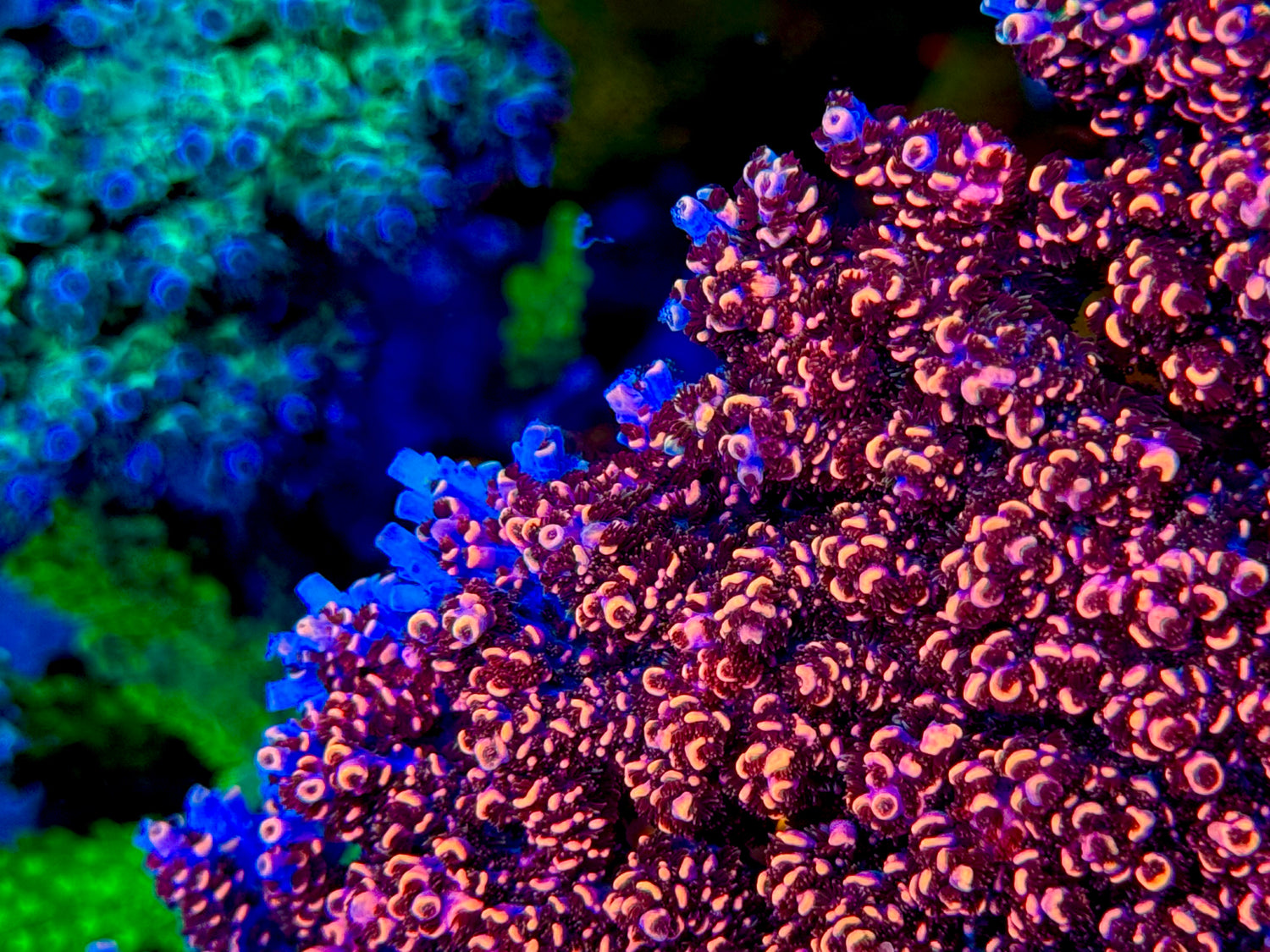 TSA Fruity Pebbles Acropora
