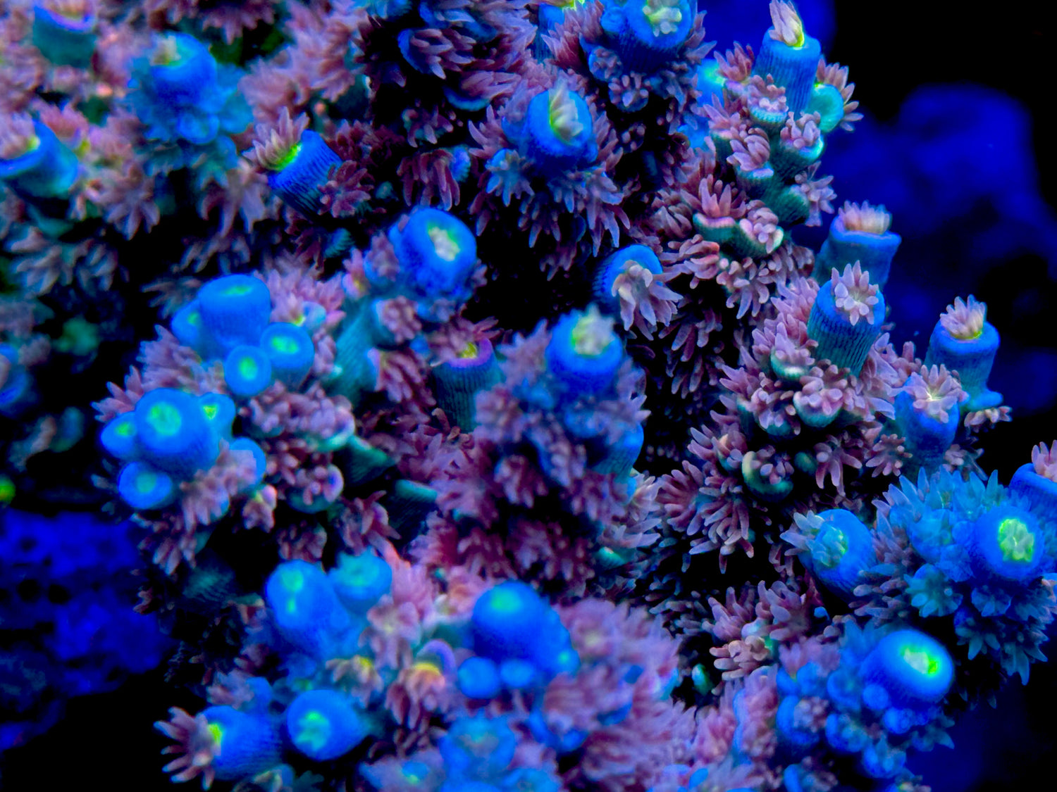 CC Disney Jr Acropora Tenuis