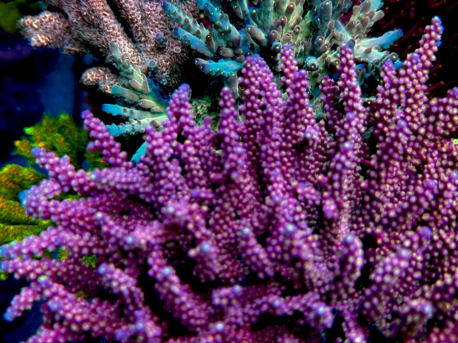 ARC Fireworks Acropora