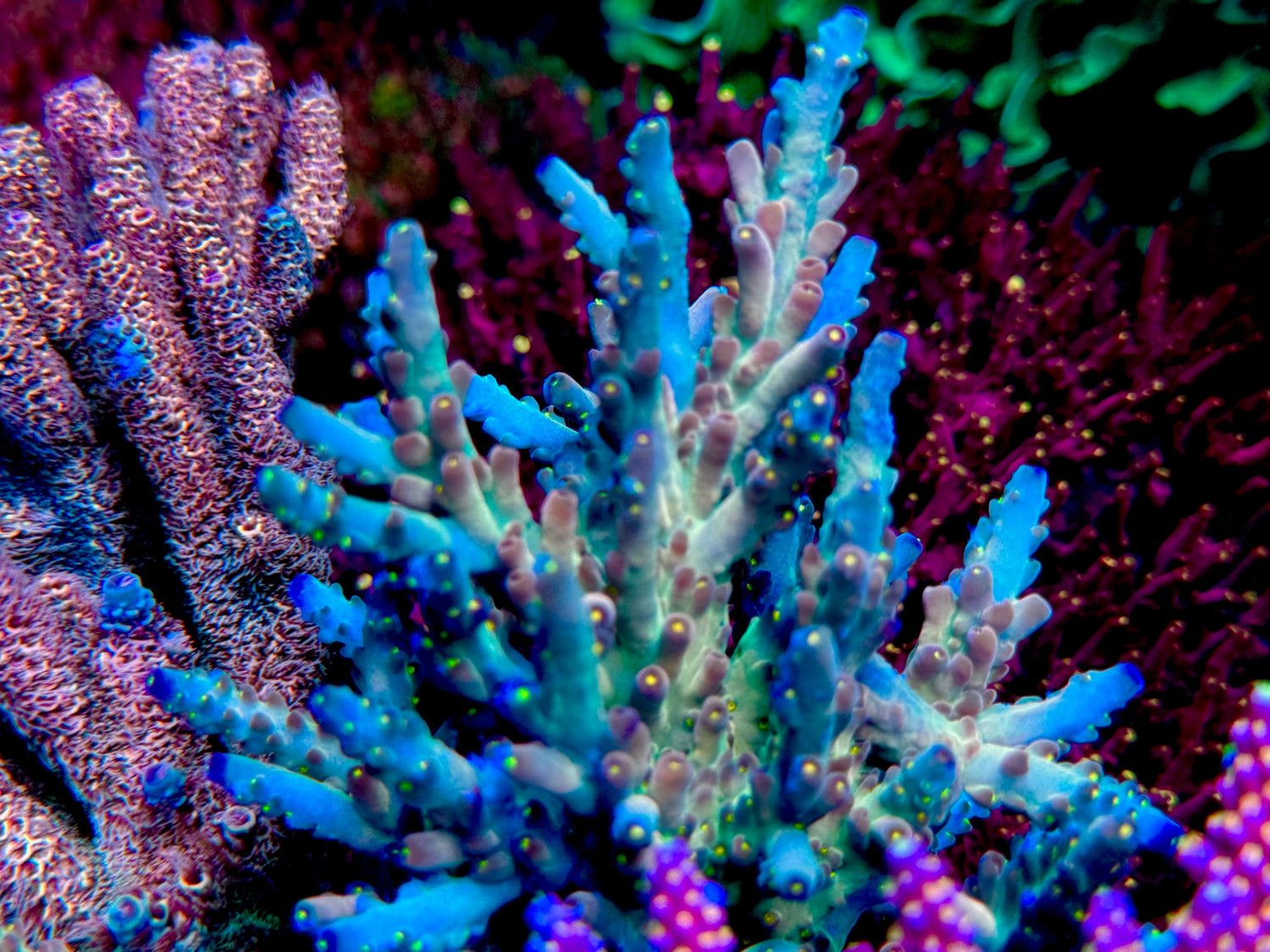 CCH Icarus Acropora