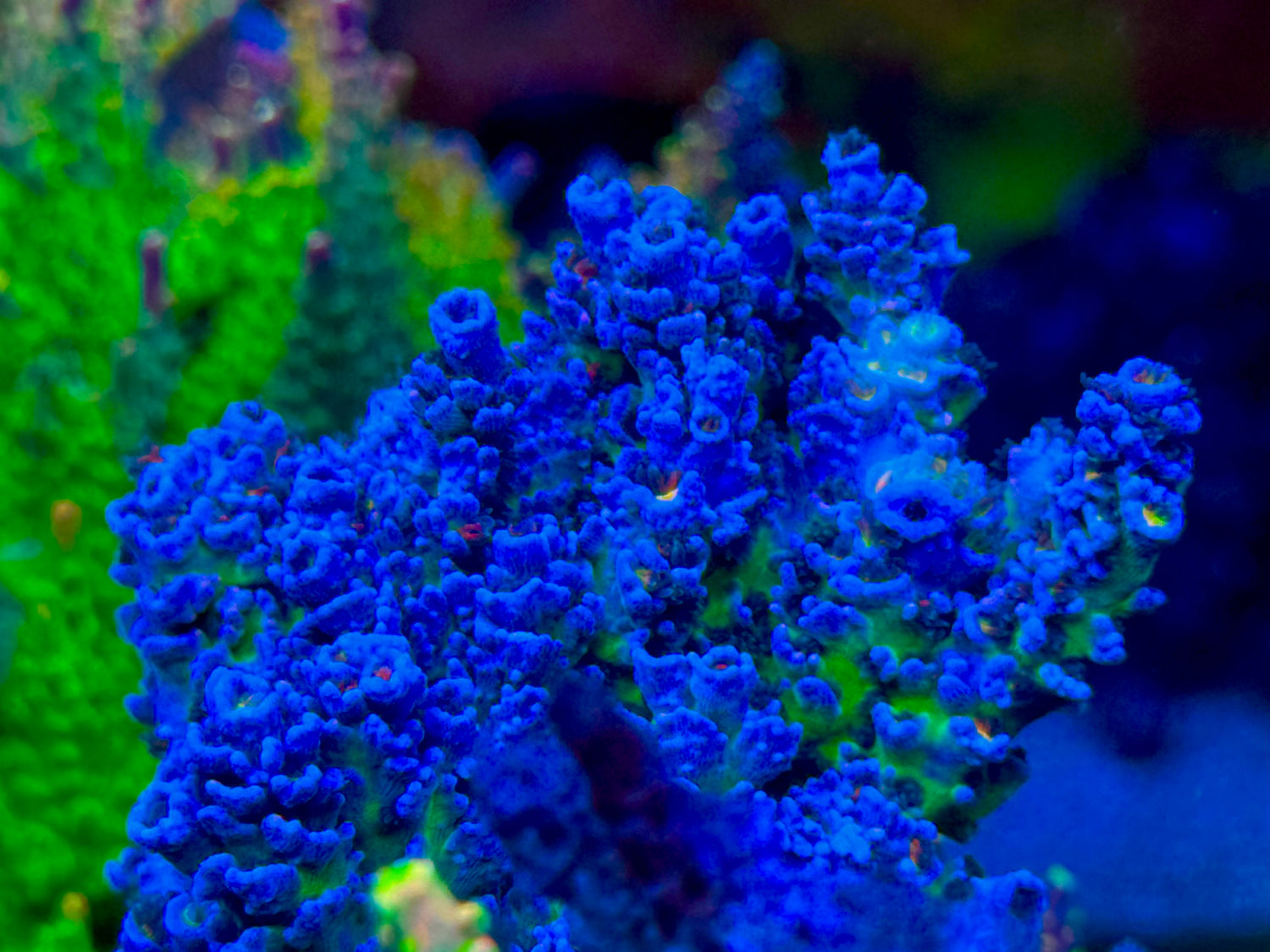 JF Venomous Acropora Tenuis
