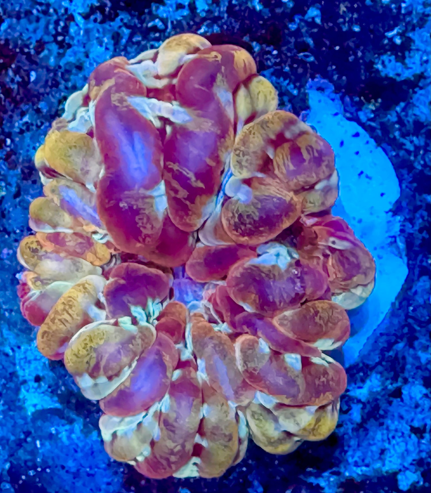 Collectors Grafted Cynarina