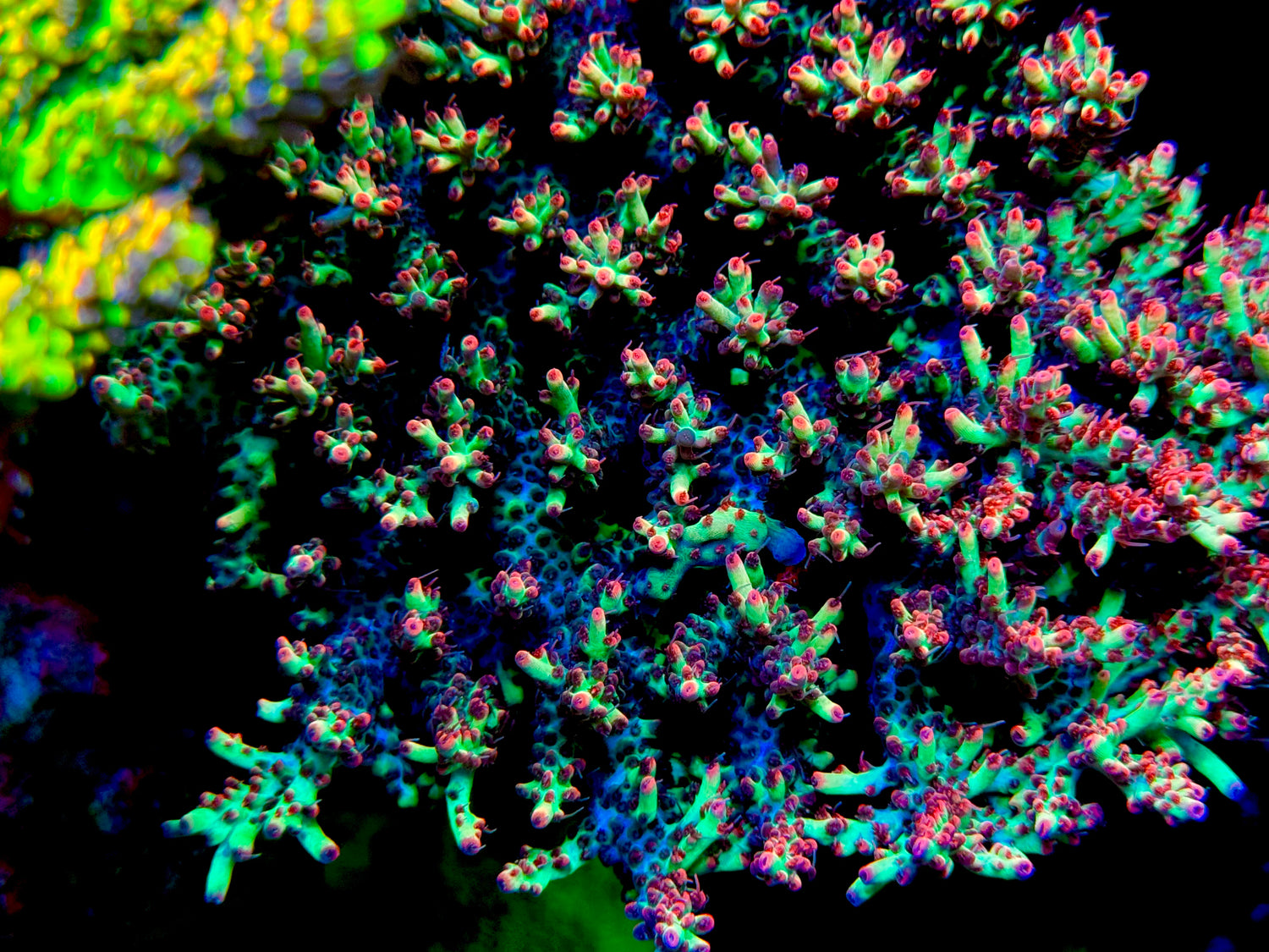 Aussie Strawberry Shortcake Acropora