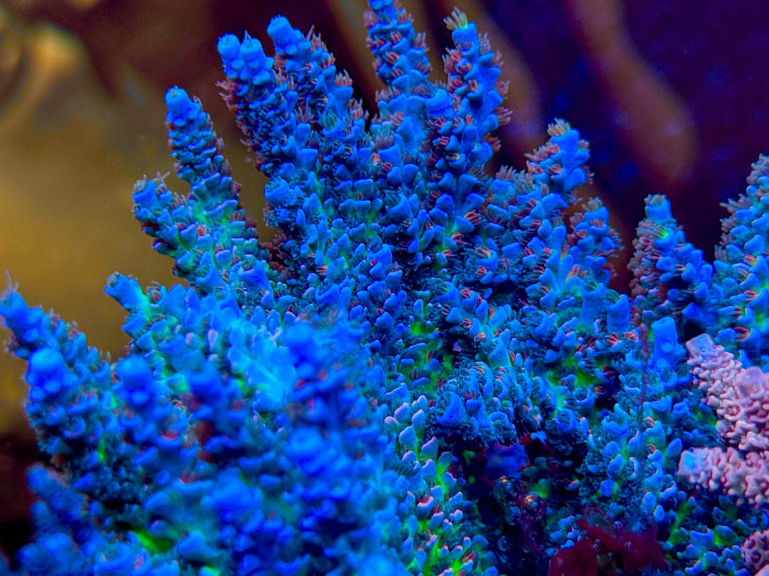 CC Pink Highlighter Acropora