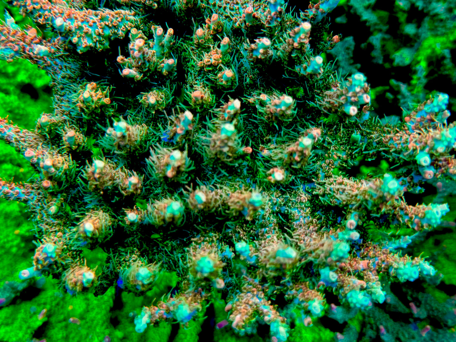 818's Tangerine Sky Acropora