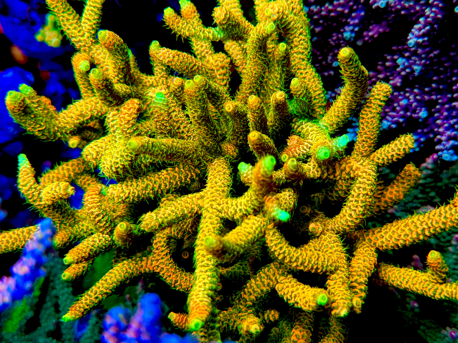 JF Solar Flare Millepora Acropora