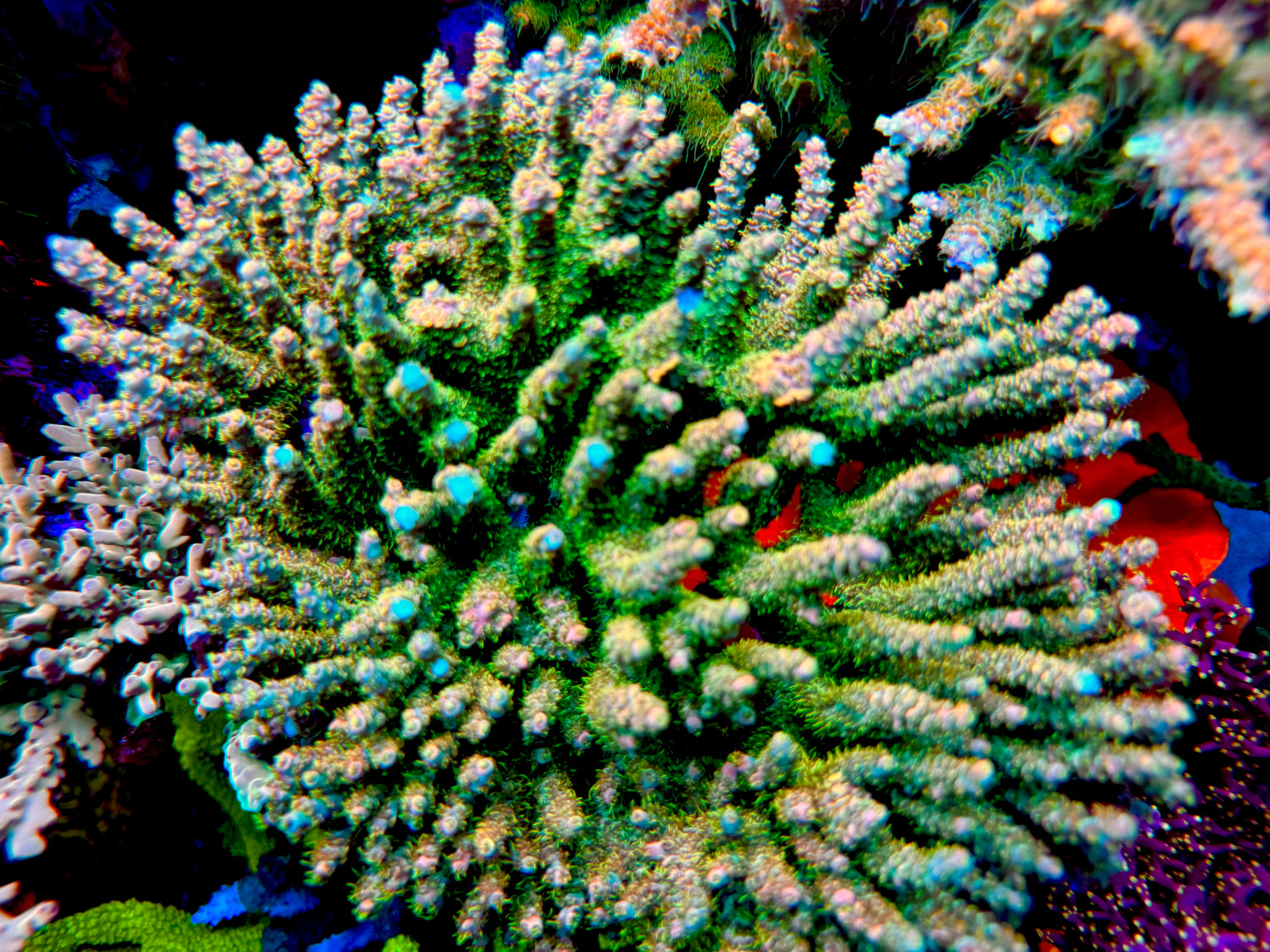 POTO Mufasa Acropora