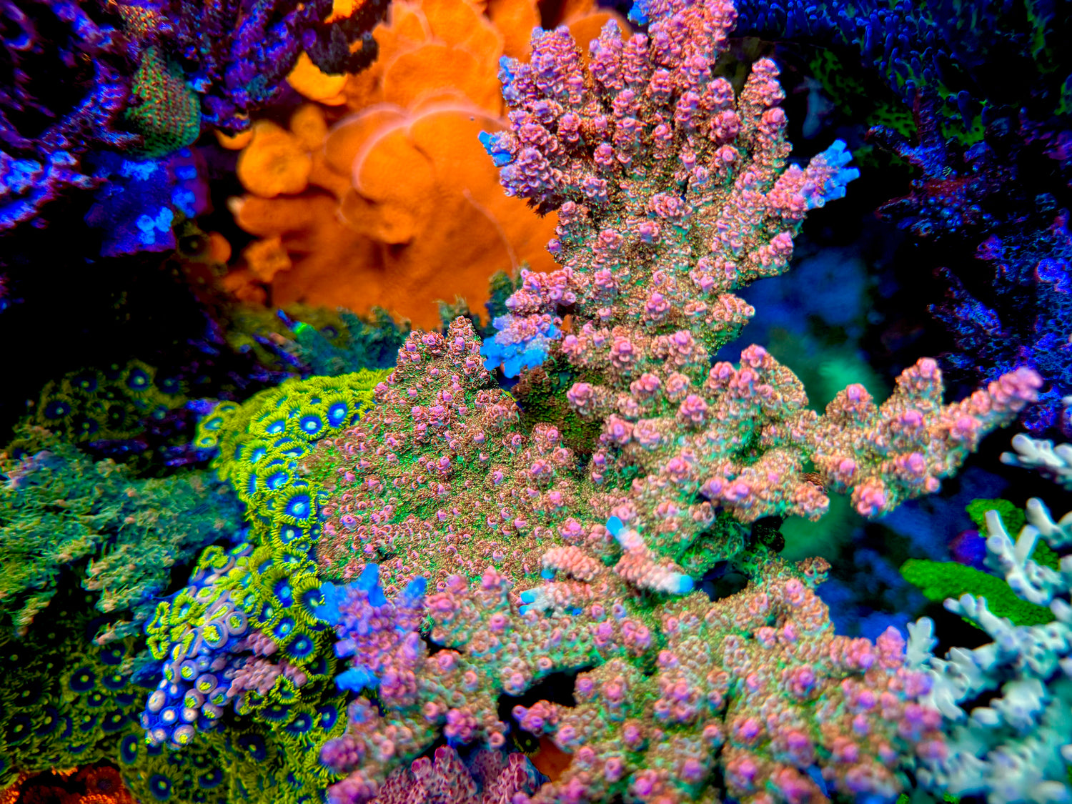 TSA Carolina Reaper Acropora