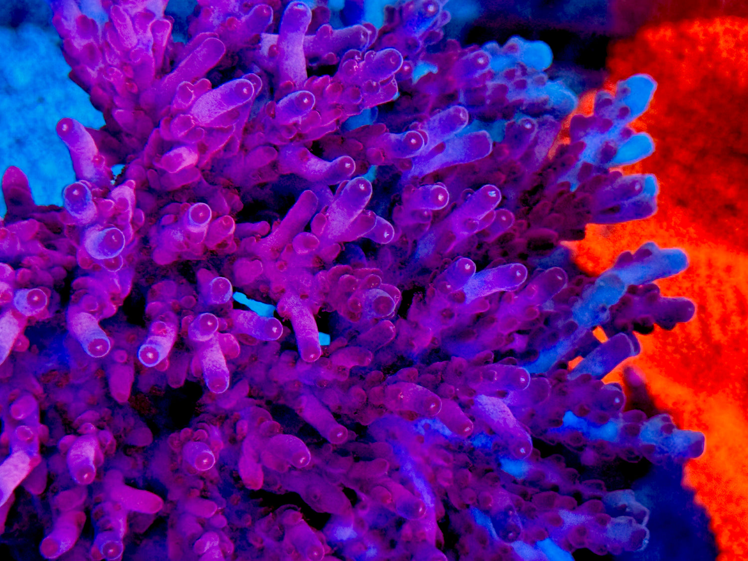 CC Hellboy Granulosa Acropora